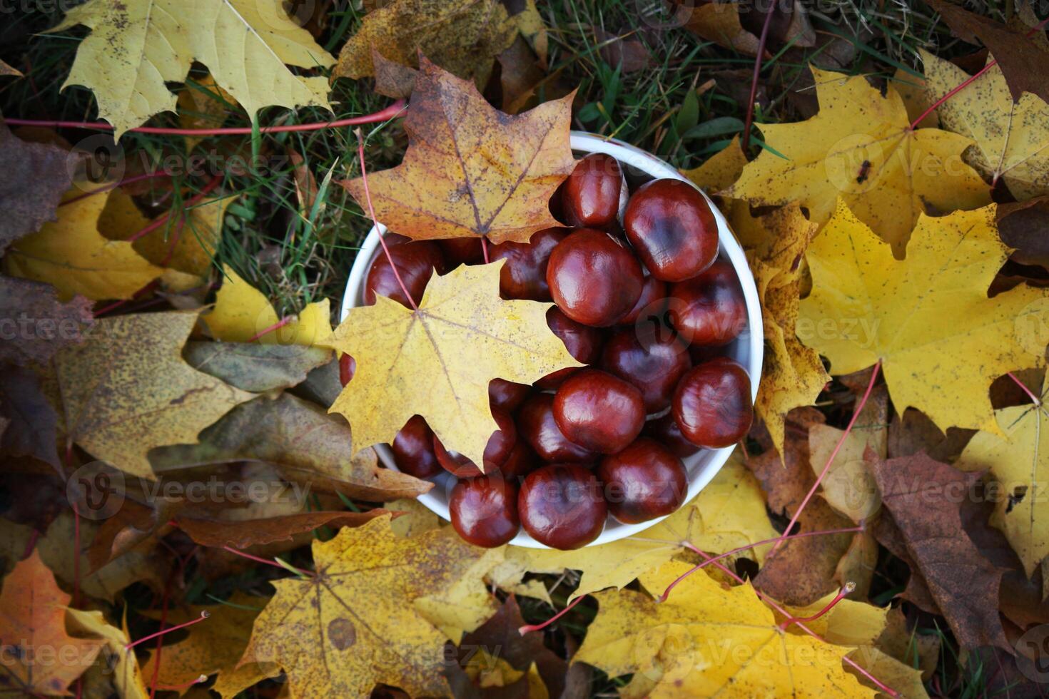 Horse-chestnuts and maple leaves photo