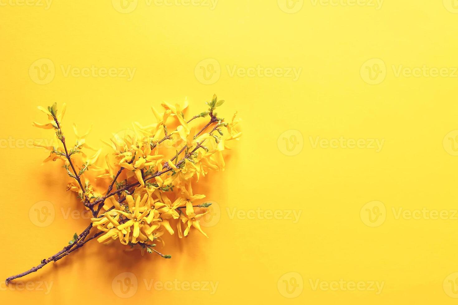 Forsythia tree branch on soft yellow background. photo