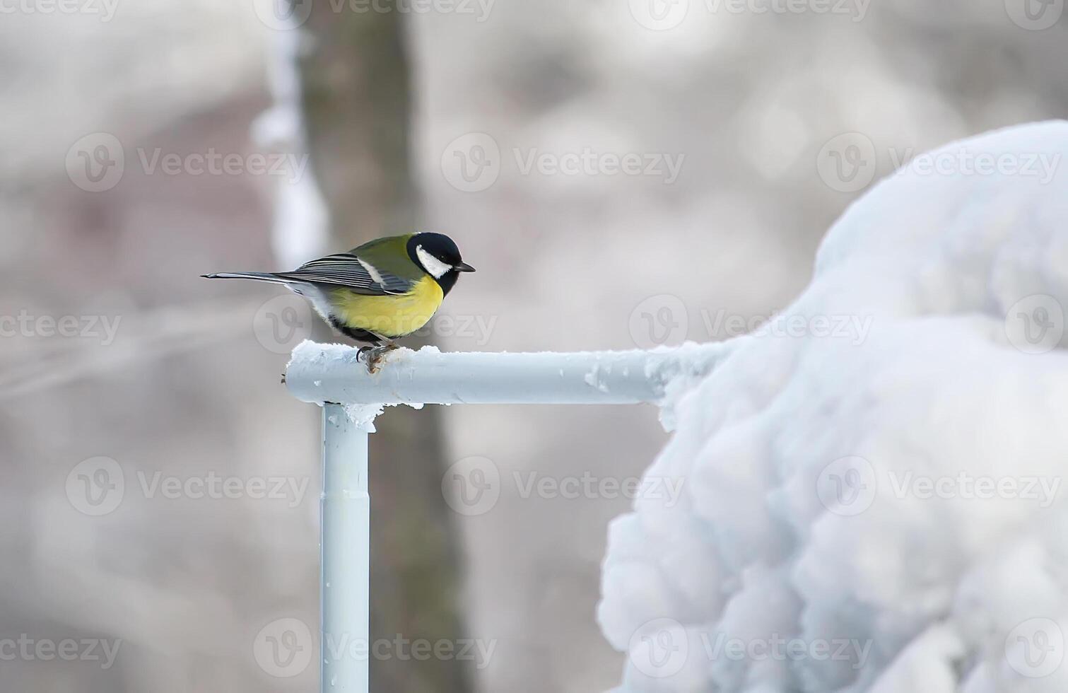 Eurasian blue tit outdoors. Cyanistes caeruleus wild bird. photo