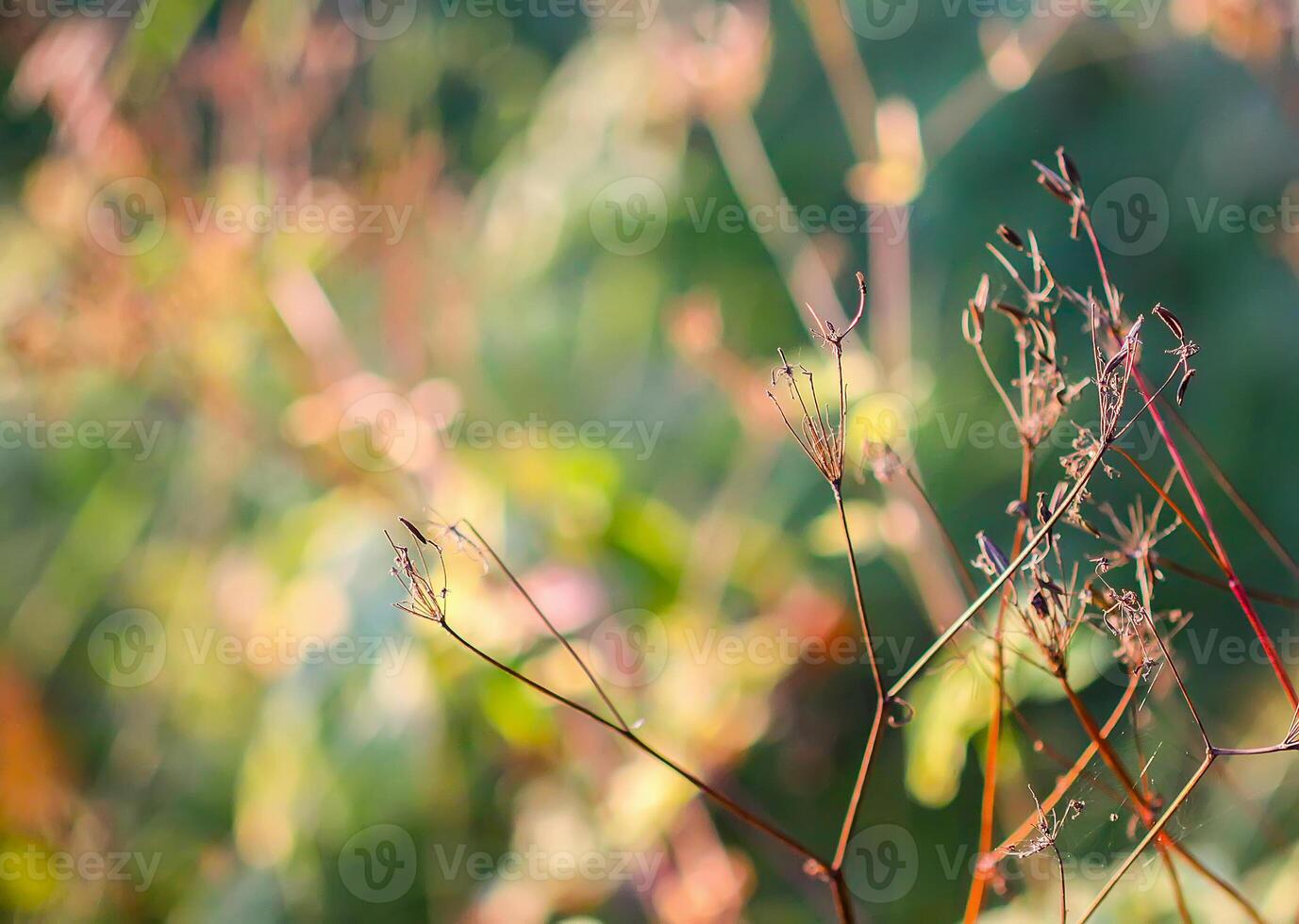 Wildflowers on meadow in warm light at summer photo