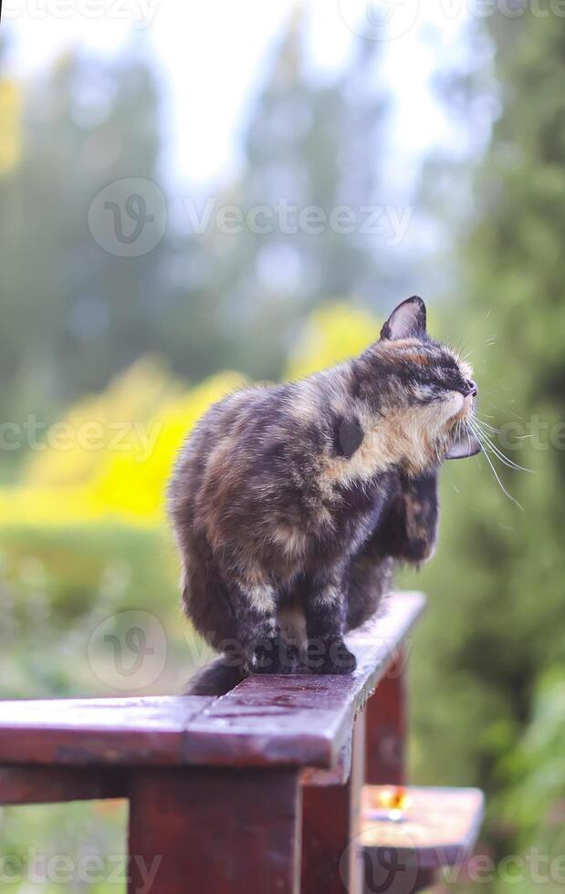Funny young cat sitting on wooden railing outdoors in countryside photo