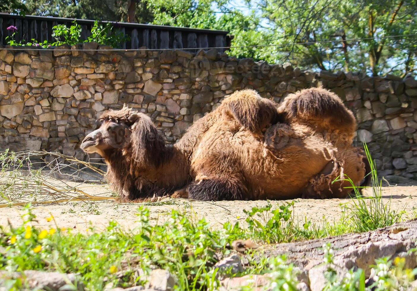 A camel in zoological garden photo