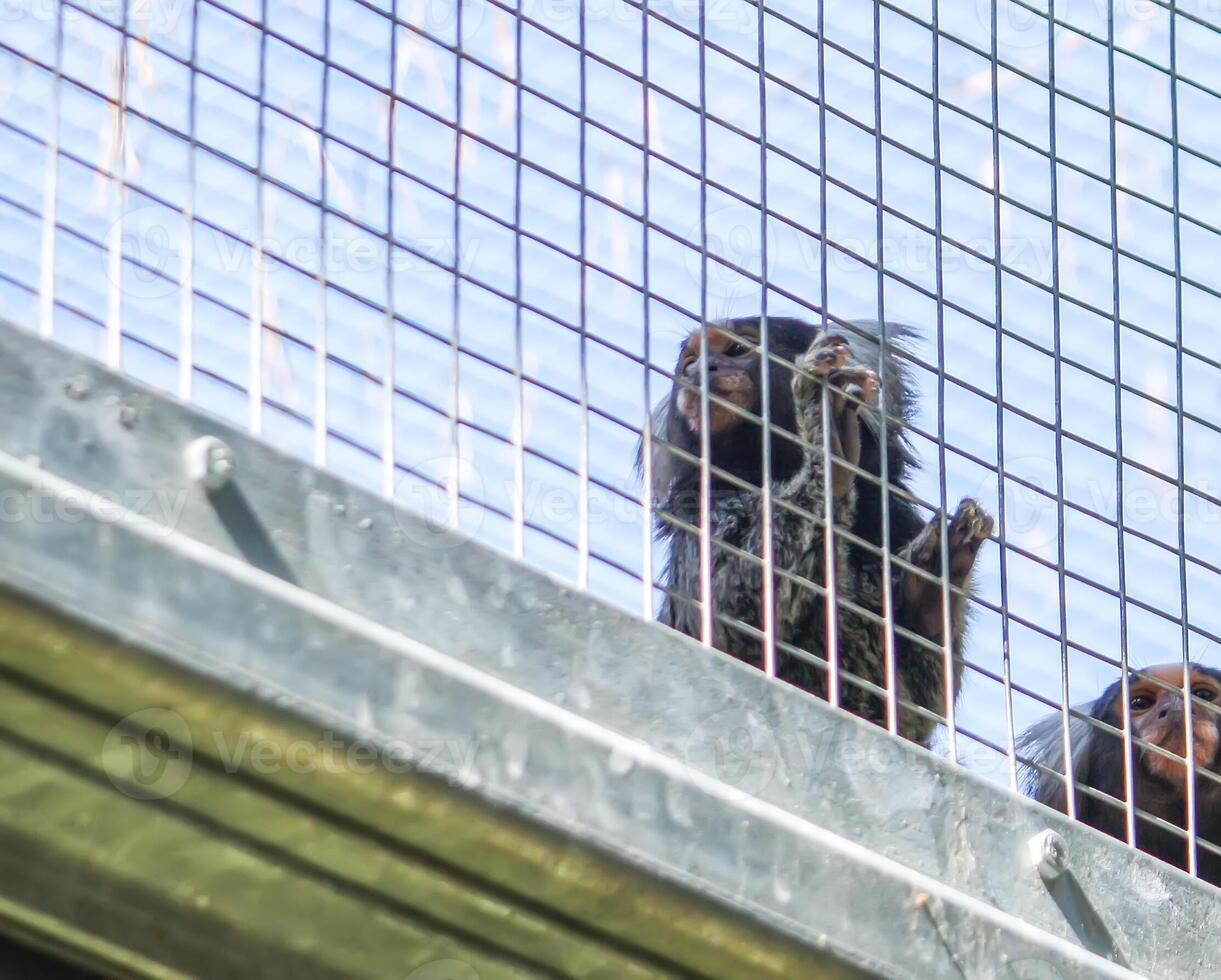 Two little monkey in cage of zoo photo