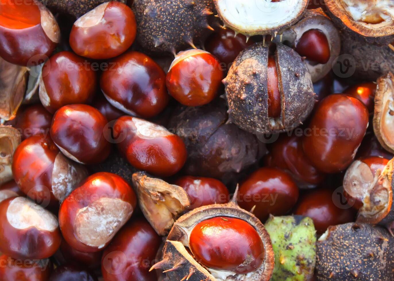 Horse-chestnuts or Aesculus hippocastanum photo