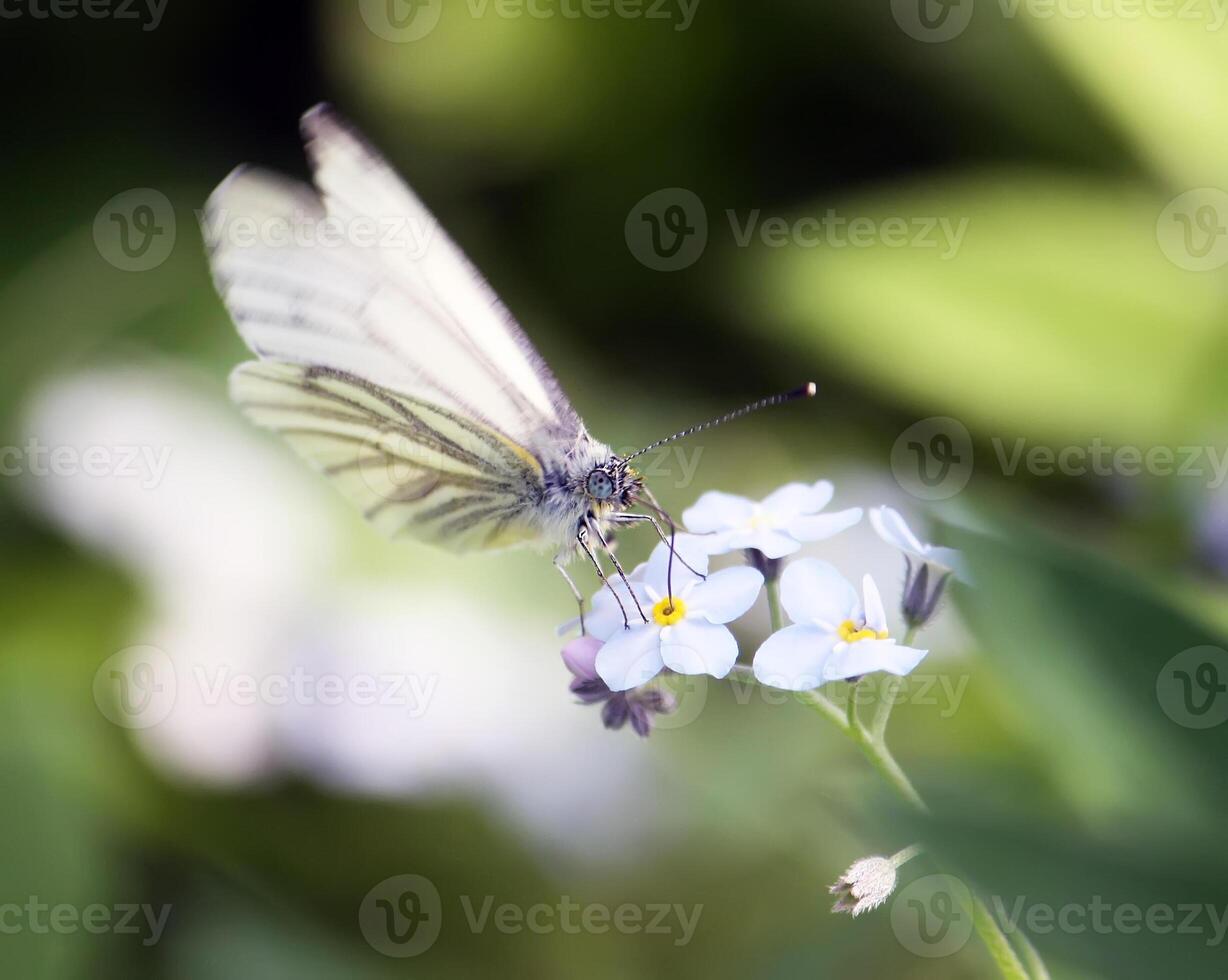 Butterfly on the blue flower photo