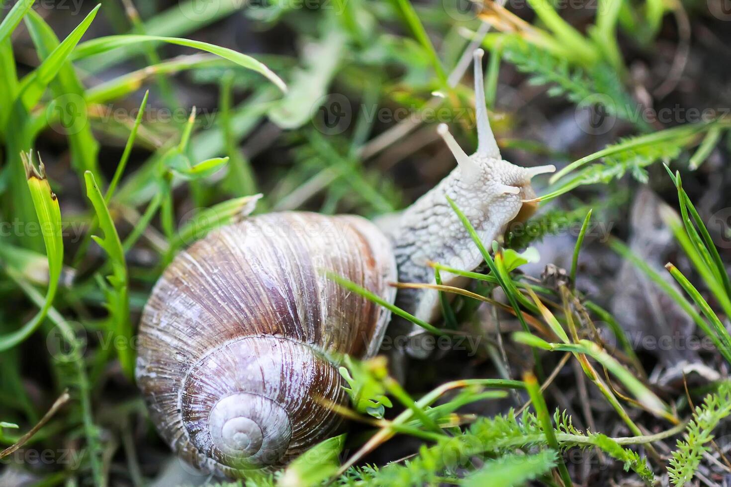A snail crawling in summer day in garden. photo