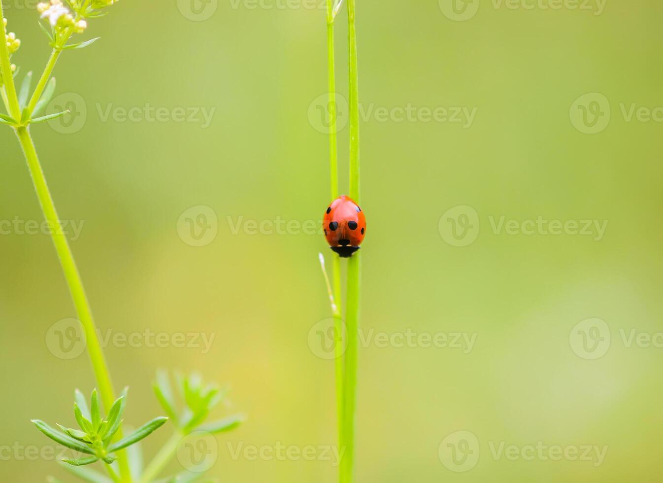 Ladybug on green grass on blurred green nature background photo
