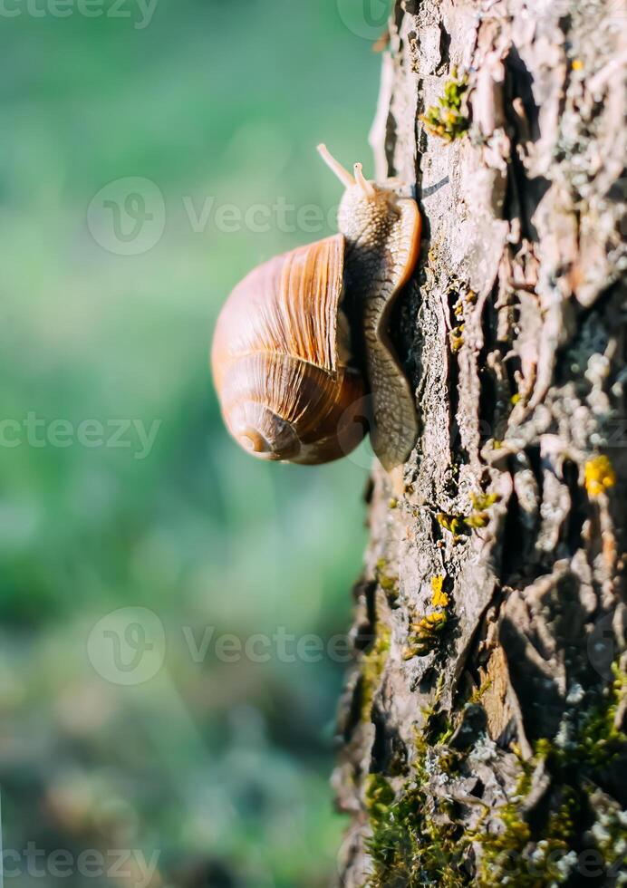 Little Helix pomatia snail on tree bark in summer garden. photo