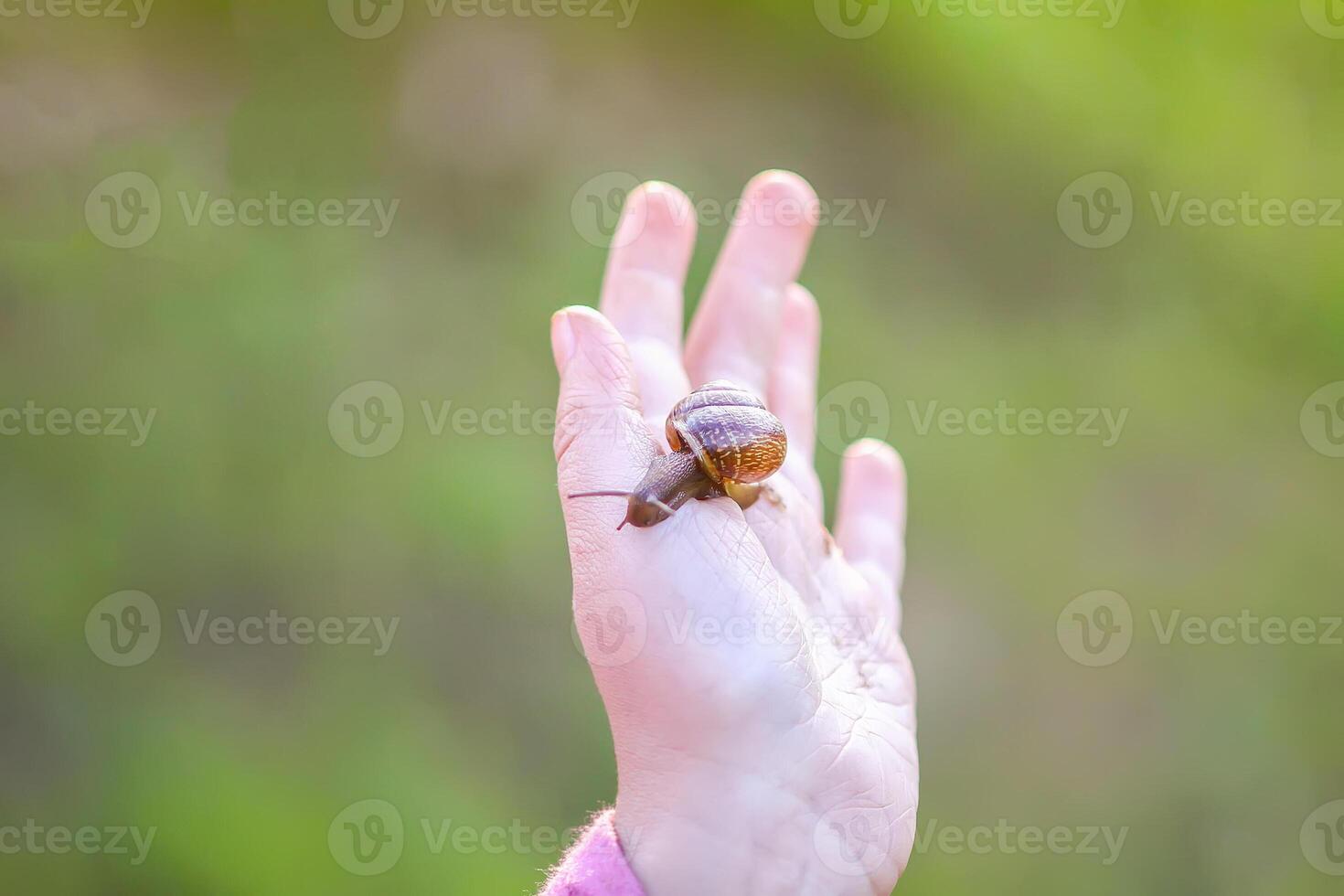 A snail sitting on a hand on the green blurred nature background photo