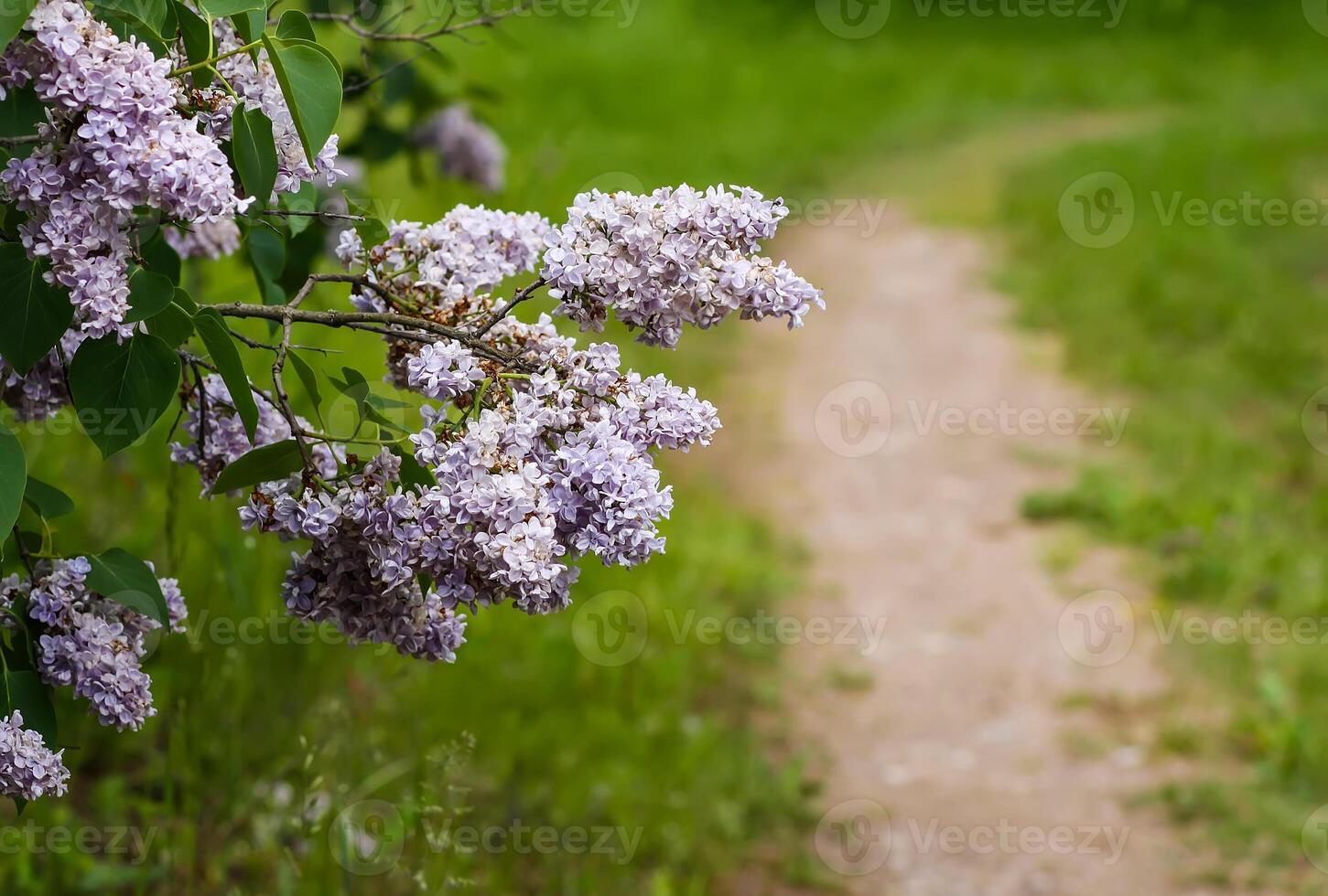 Fragrant purple lilac bush in the spring garden in the countryside. photo
