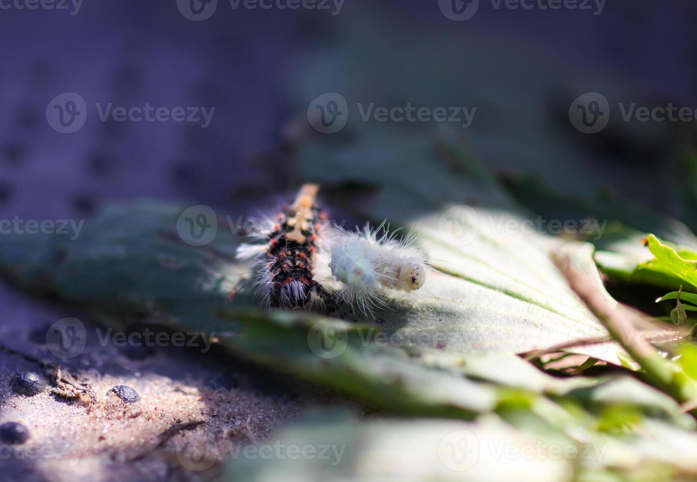The caterpillar Orgyia Antiqua, rusty tussock moth or vapourer on green leaf photo