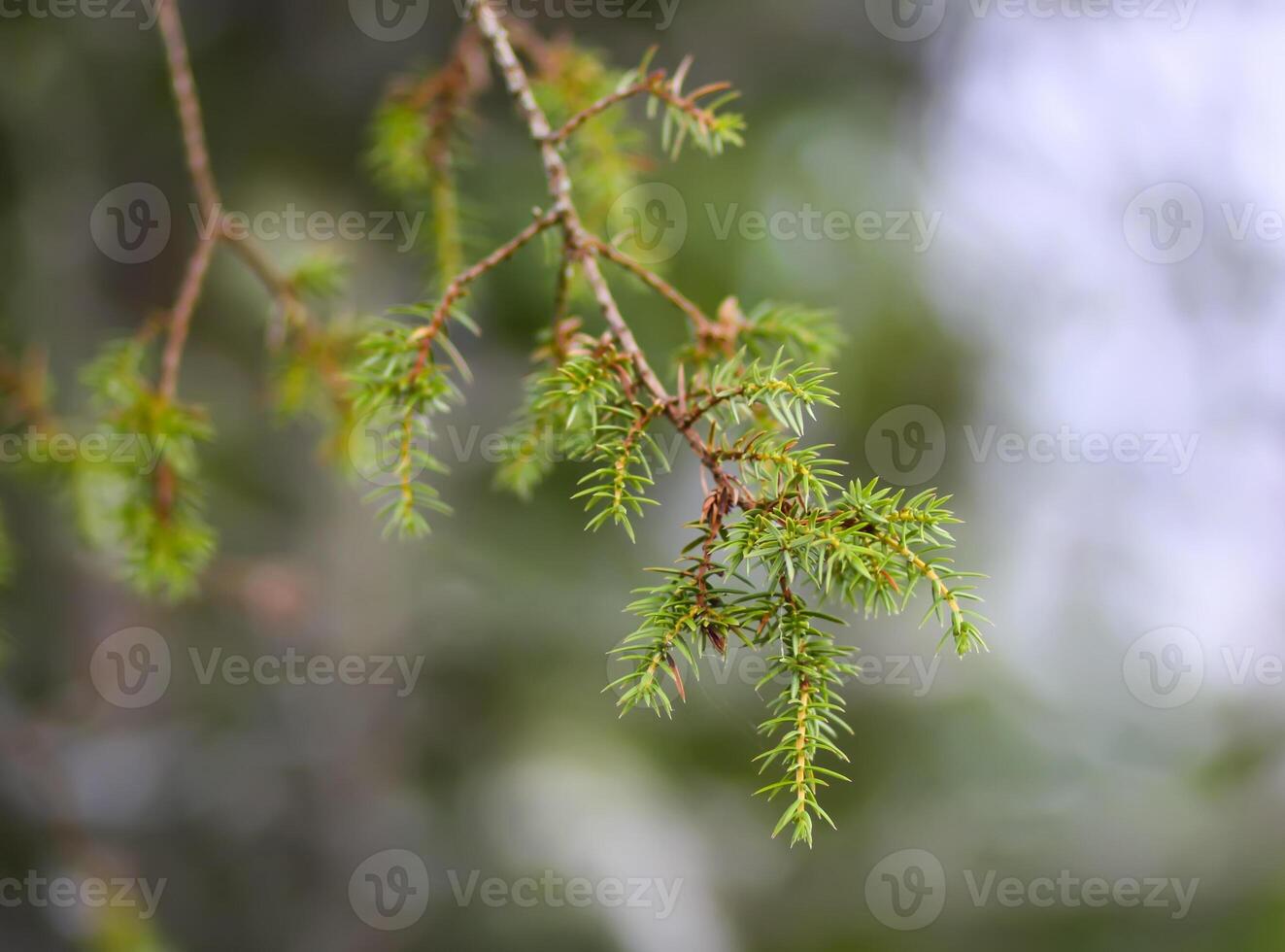 Close-up of the juniper tree. Medicinal evergreen plant. photo