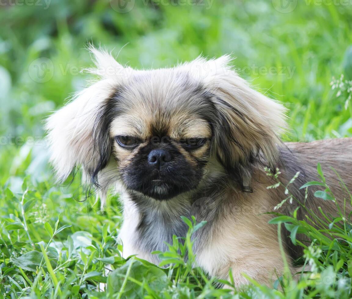 Young pekingese dog on a green grass outdoors. photo