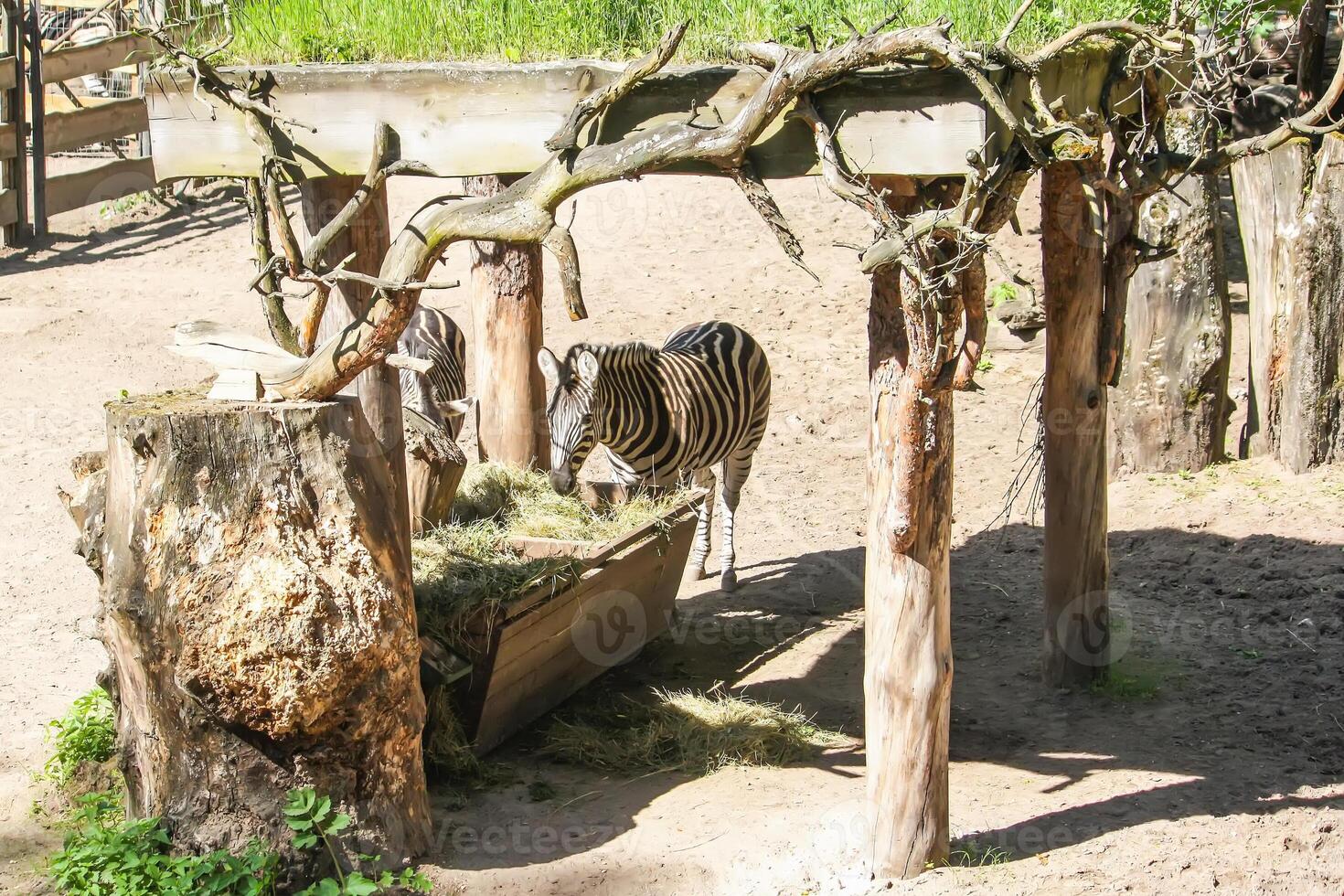 Common Zebra, Equus quagga beautiful animals eating dry hay in feeder. photo