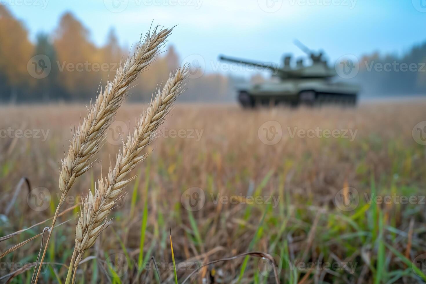 Rye spikelets against the background of a military tank in the field photo