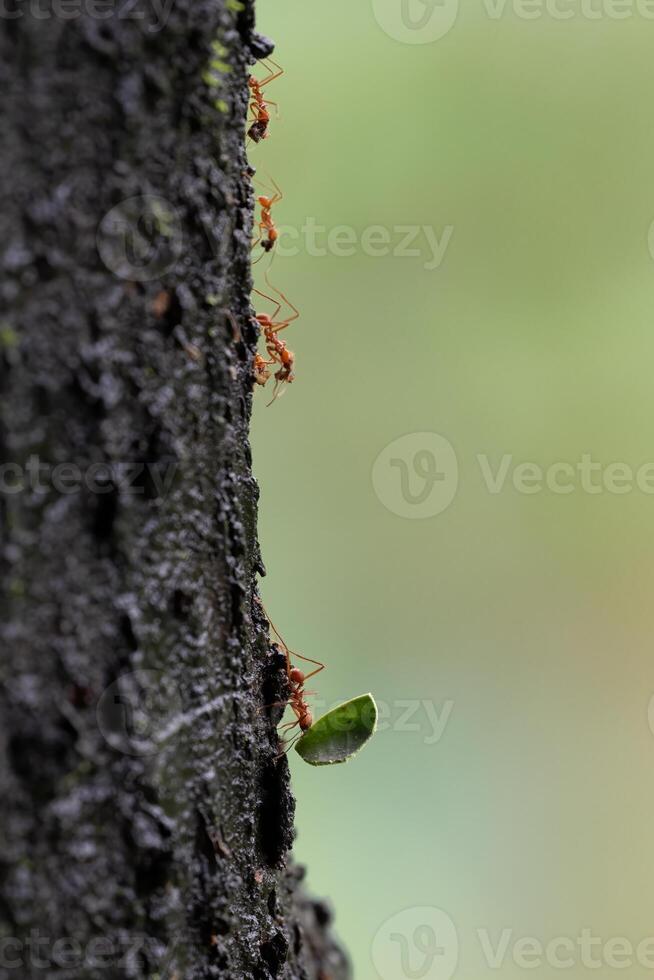 Leafcutter ants are fungus-growing ants, Atta spp. or Acromyrmex spp. photo