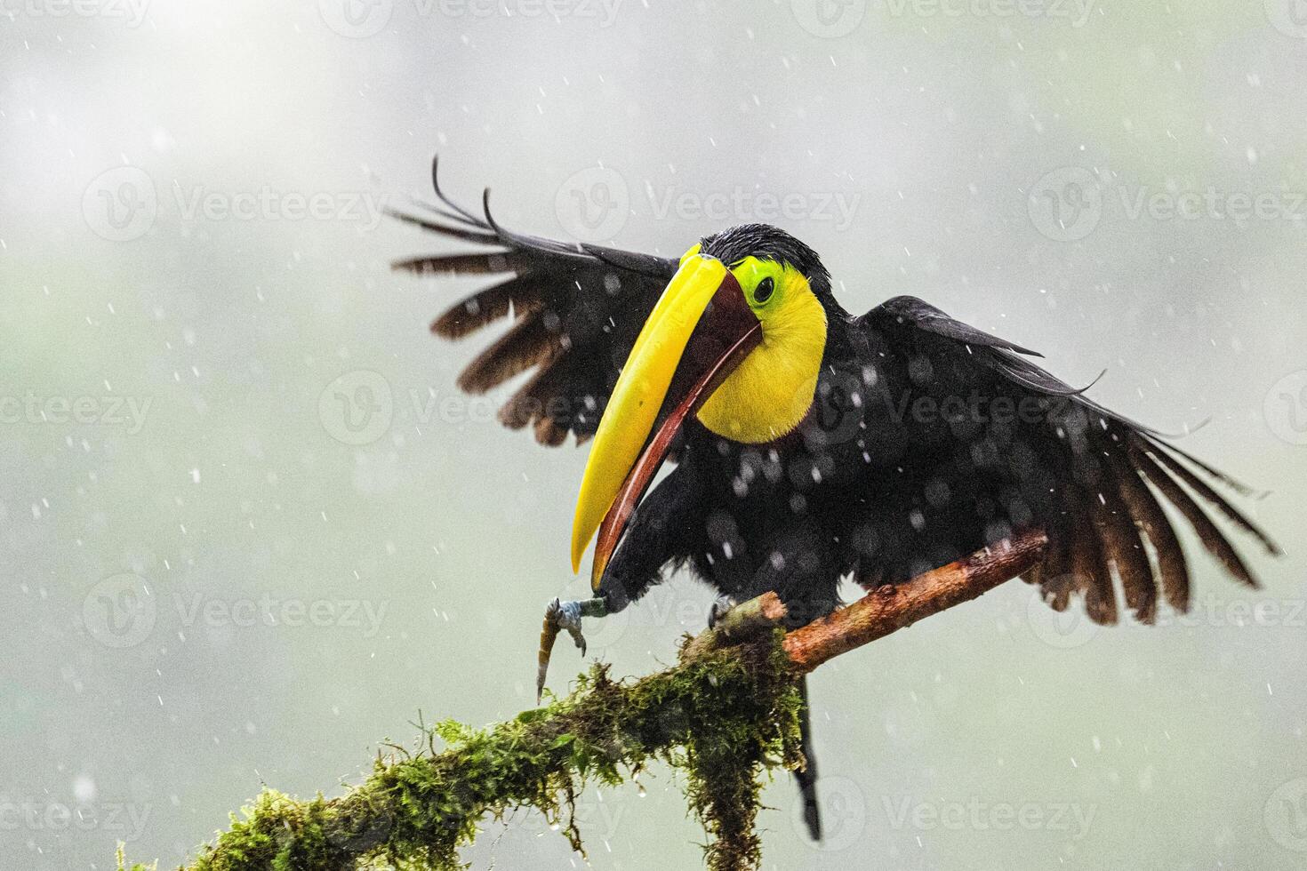 The yellow-throated toucan, Ramphastos ambiguus, landing in rain photo