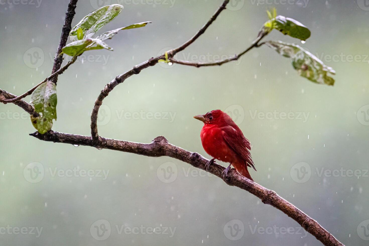 Piranga rubra, Summer Tanager, in a tropical rain photo