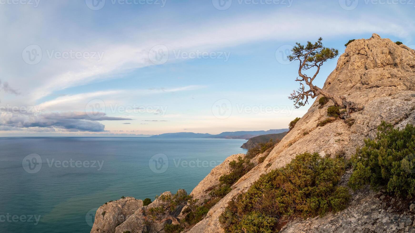 lone gnarled pine tree on the Black Sea shore.. photo
