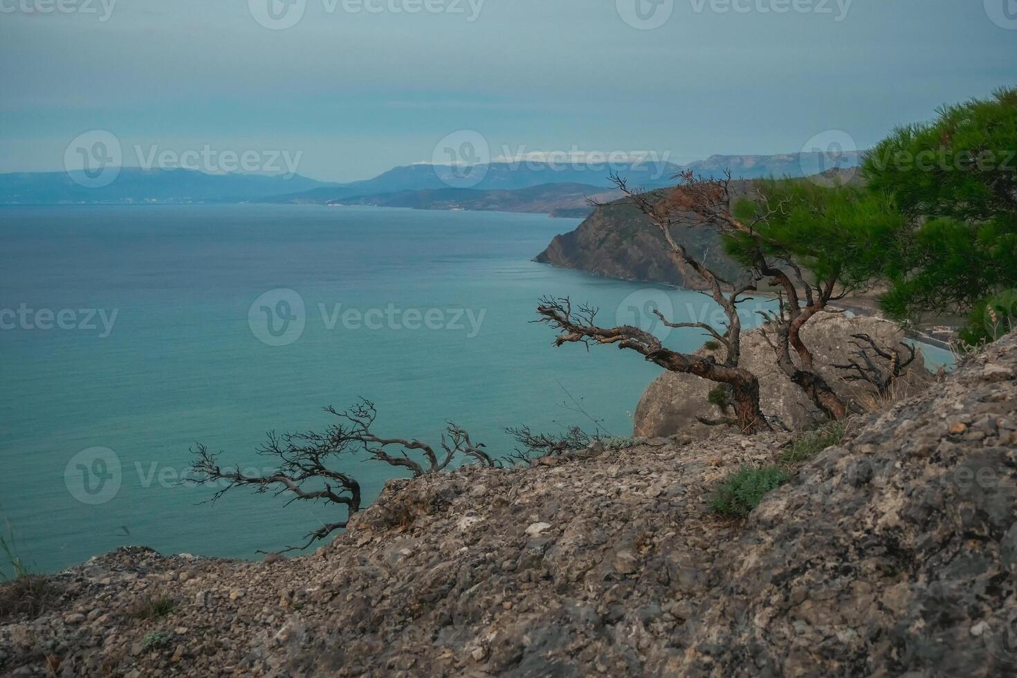 Branches trees on the cliff. Early morning marine landscape. photo