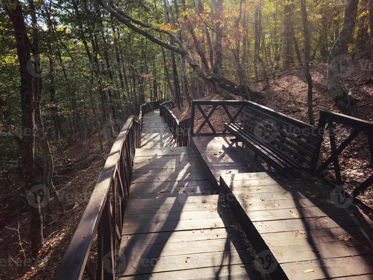 Eco trail, wooden staircase in a shady park. photo