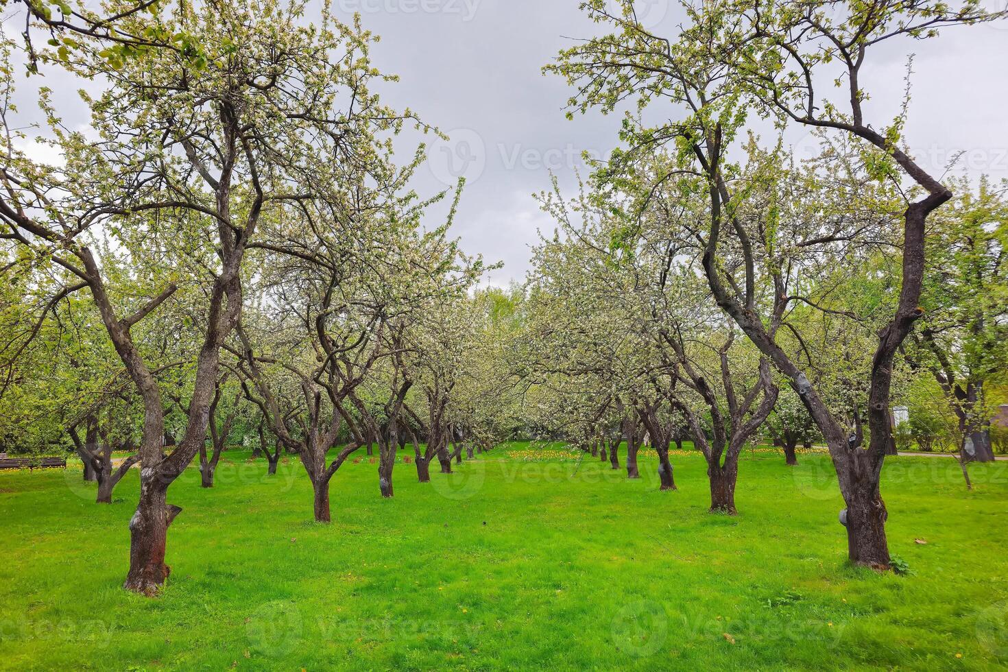Beautiful blooming apple trees in the spring park photo
