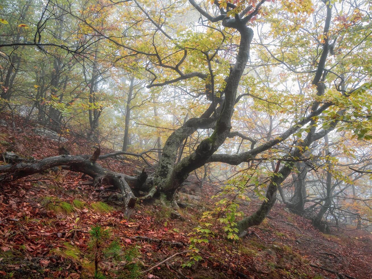 Misty autumn slope of the forest. photo