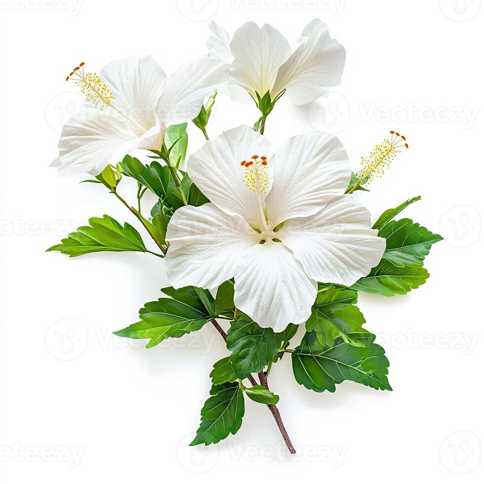 trendy floral design element of delicate hibiscus flowers surrounded by green foliage isolated on white background photo
