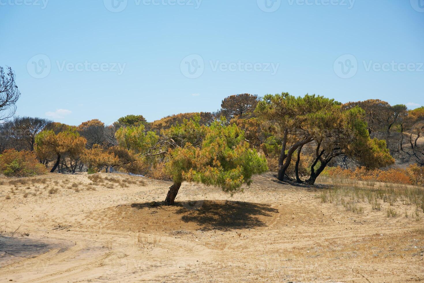 Burnt Forest Landscape in Antalya with Scorched Trees and Dry Soil photo
