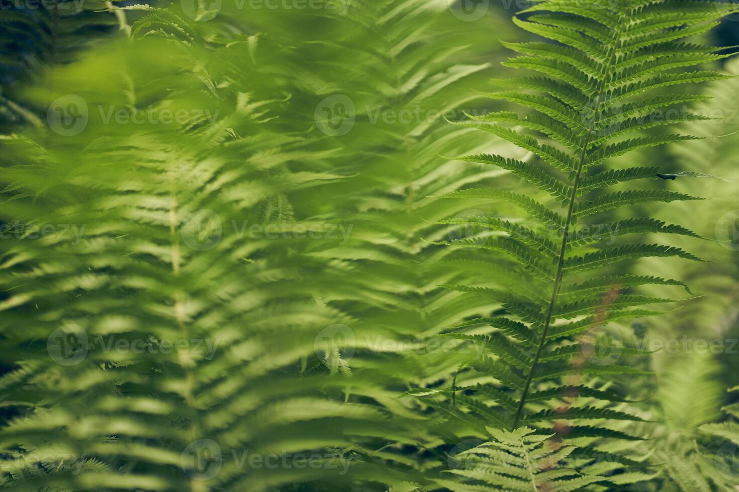 Selective focus on a close-up of a green fern against a forest background. Dense green vegetation. There is a place to copy photo