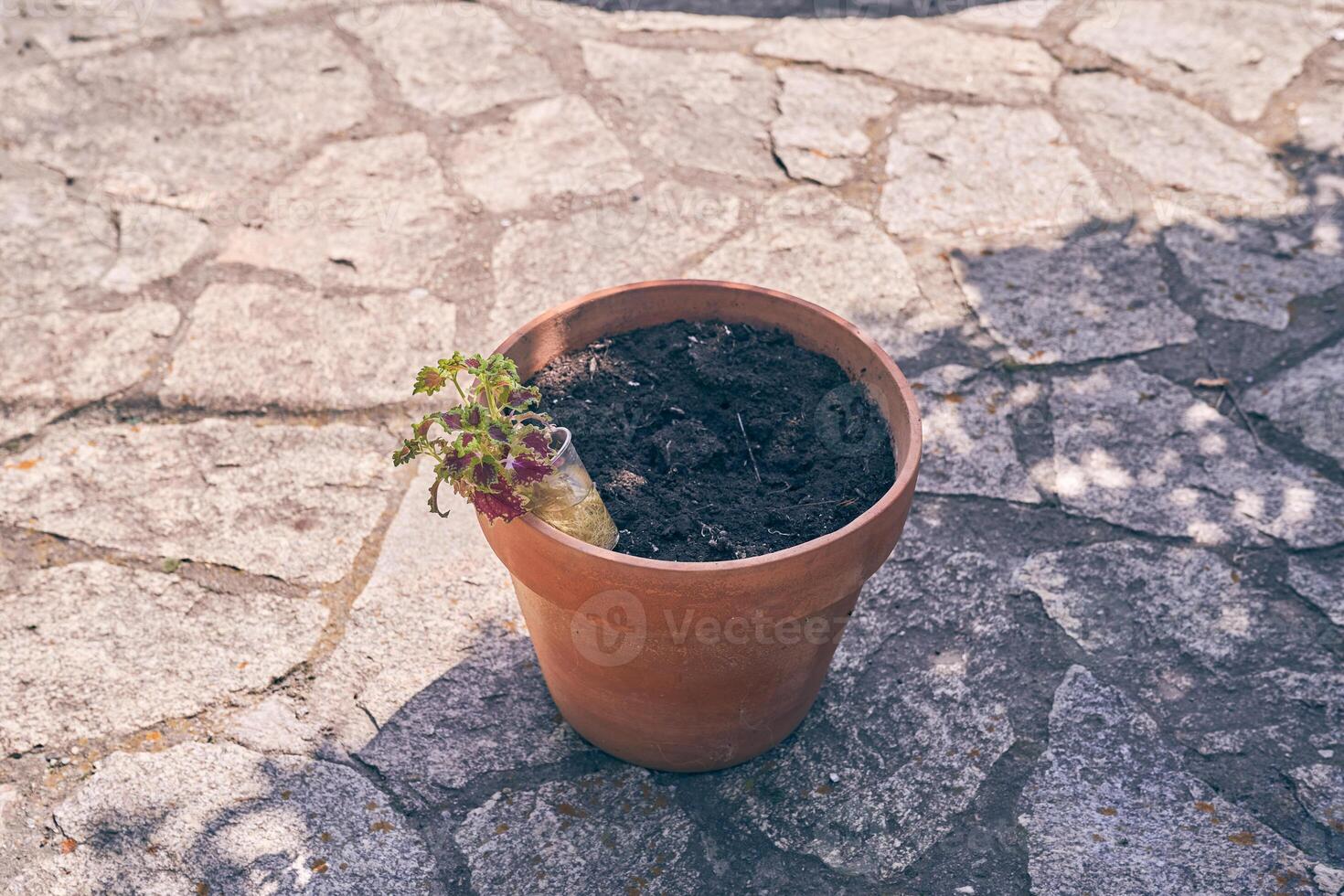 Preparing to transplant plants into a new brown pot on the background of a stone path in the backyard. With a place to copy photo
