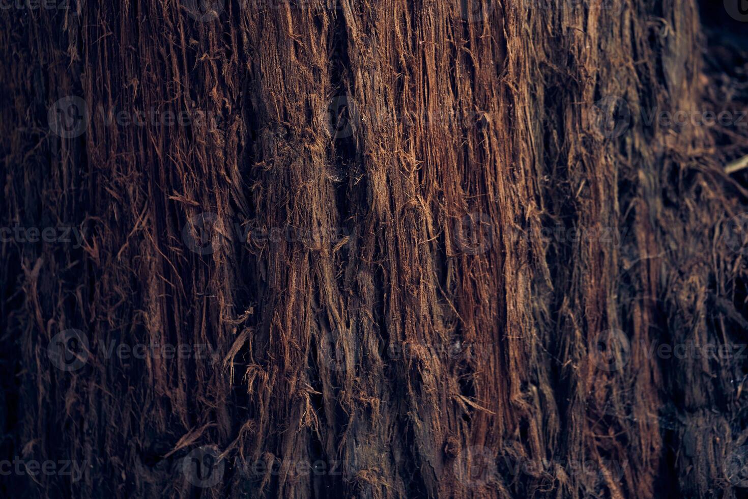 The surface of the tree bark. The villi of the bark are coarse in texture. The pattern and texture of tree bark. A background with space to copy. photo