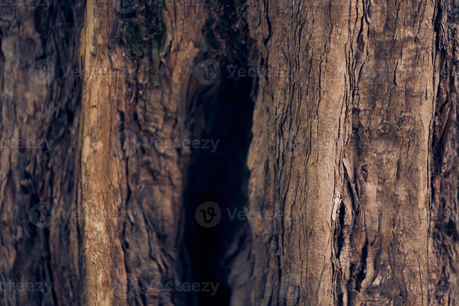 A hollow in the trunk of a tree. Maple burger close-up. Natural background with space to copy photo