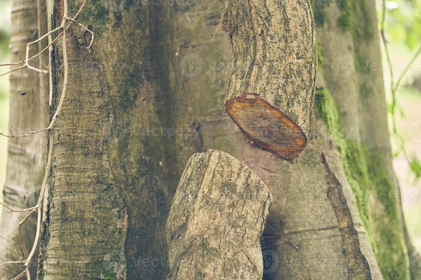 A sawn tree with moss growing against the bark of a tree in nature parks. Due to the high humidity in the air. Textured natural background with the ability to copy. photo