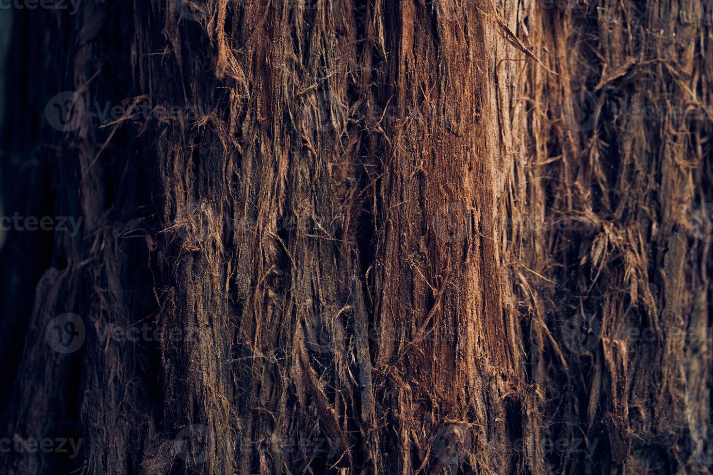 The villi of the bark are coarse in texture. The surface of the tree bark. The pattern and texture of tree bark. A background with space to copy. photo