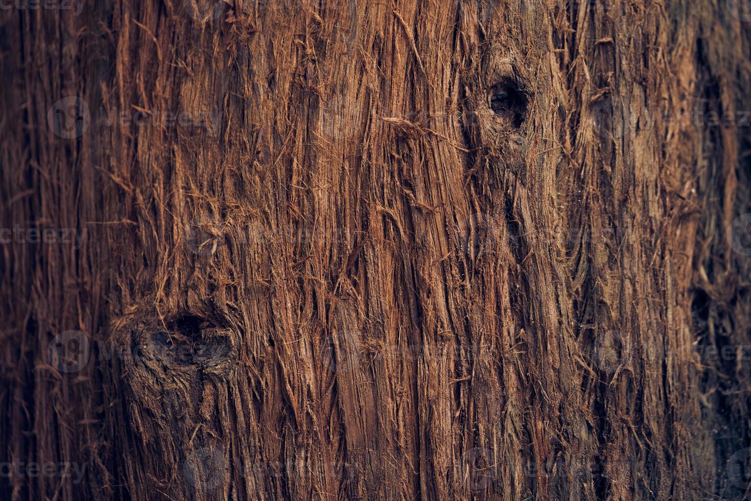 A hole in the bark of the viburnum crease tree. The villi of the bark are coarse in texture. The surface of the tree bark. A background with space to copy. photo