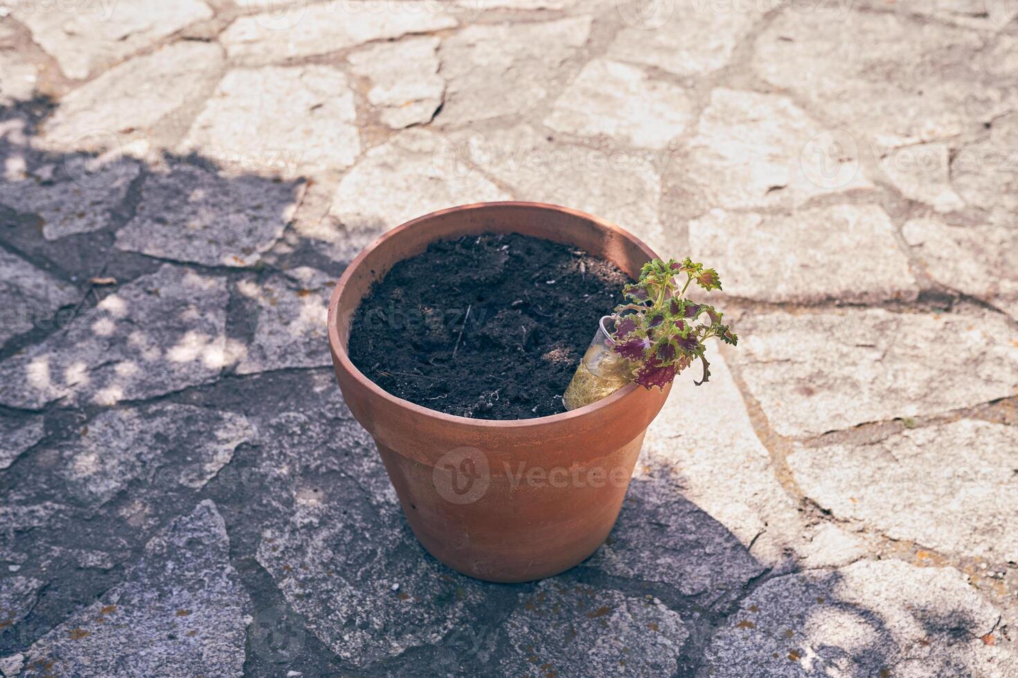 Transplanting plants into a new brown pot on the background of a stone-lined path in the backyard. With a place to copy photo