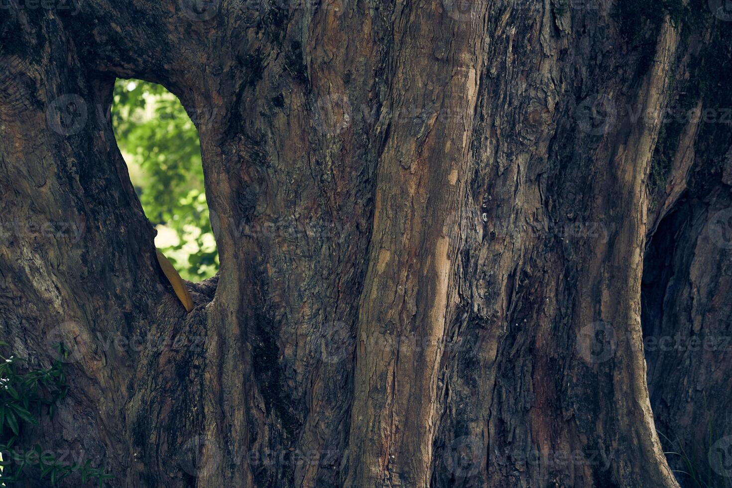Uneven, bumpy roots protrude from the ground. Maple burger tree trunk close-up. With space to copy photo