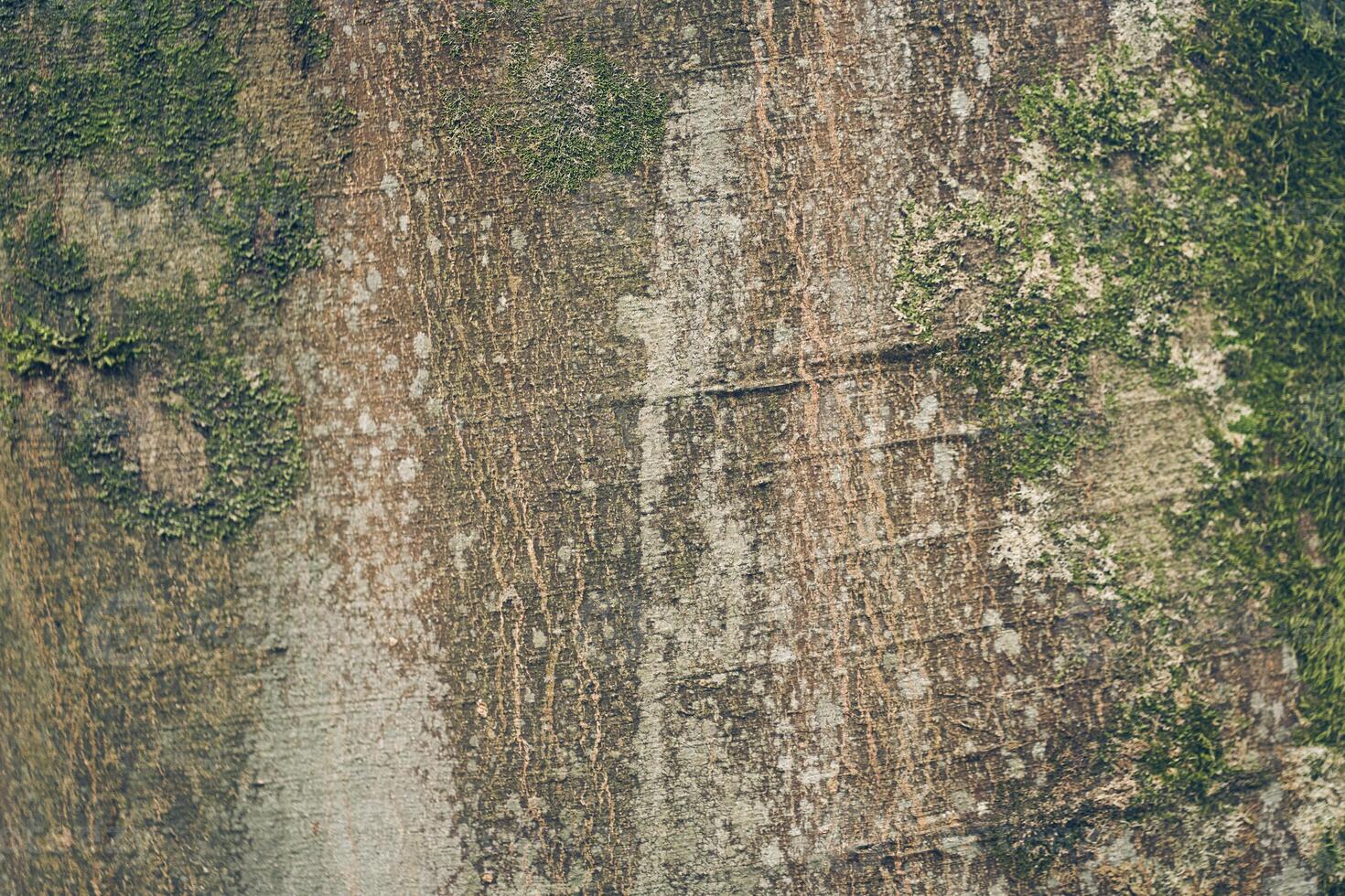 Moss grows on the crowns of trees in nature parks. The wood frame is Yunan. Due to the high humidity in the air. Textured natural background with the ability to copy. photo