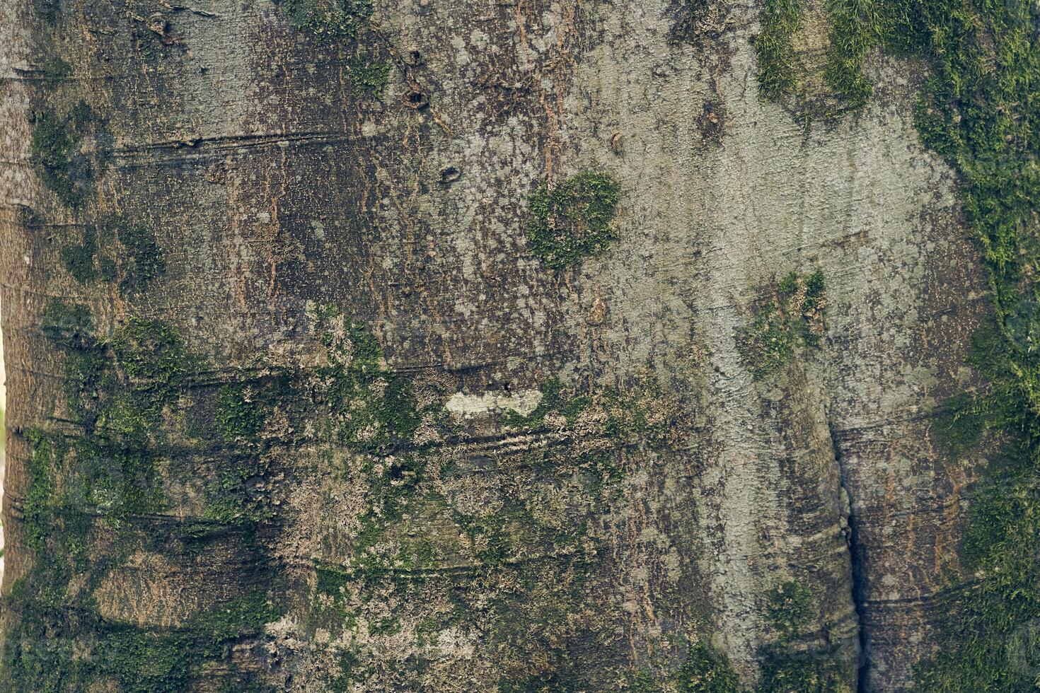 Close-up of moss growing on a Yunnan carcass tree in nature parks. Due to the high humidity in the air. Textured natural background with the ability to copy. photo