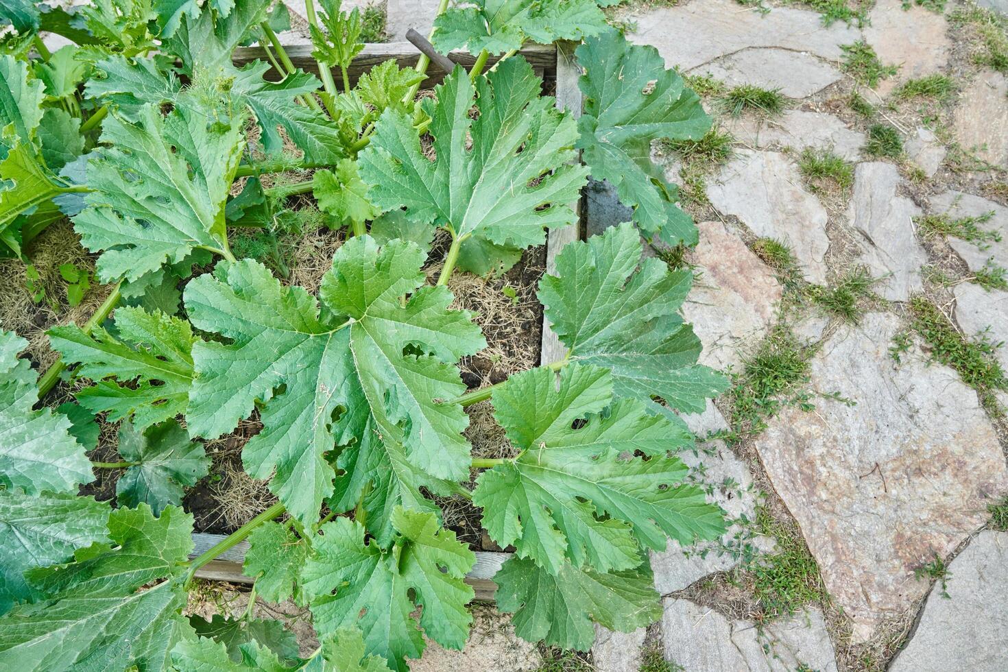 Zucchini bushes grow in the garden. Green stems on a stone tile background with space to copy. The concept of agriculture and horticulture. photo