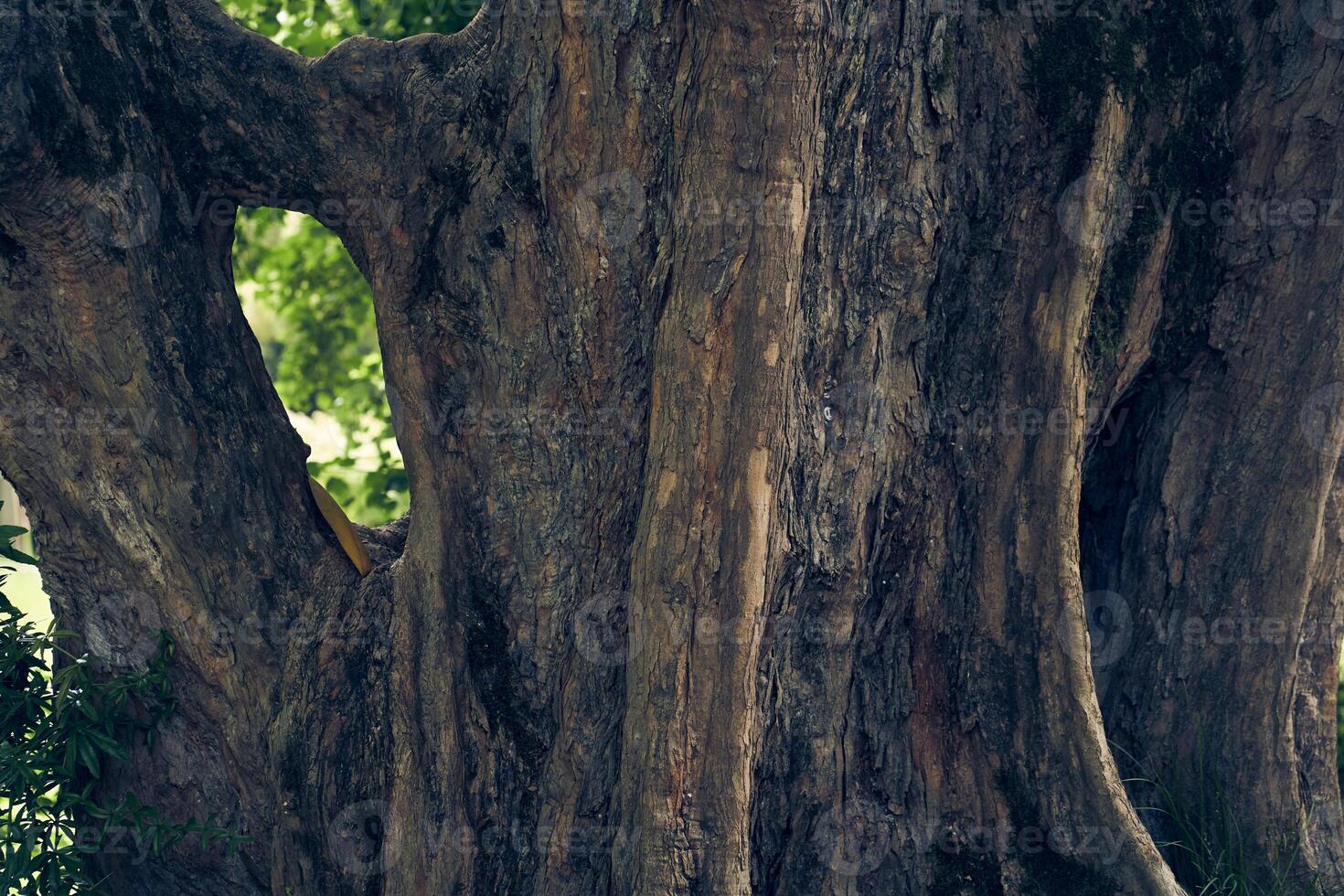 A hole in the trunk of a tree. Uneven, bumpy roots stick out of the ground. Maple burger tree trunk close-up. With space to copy photo