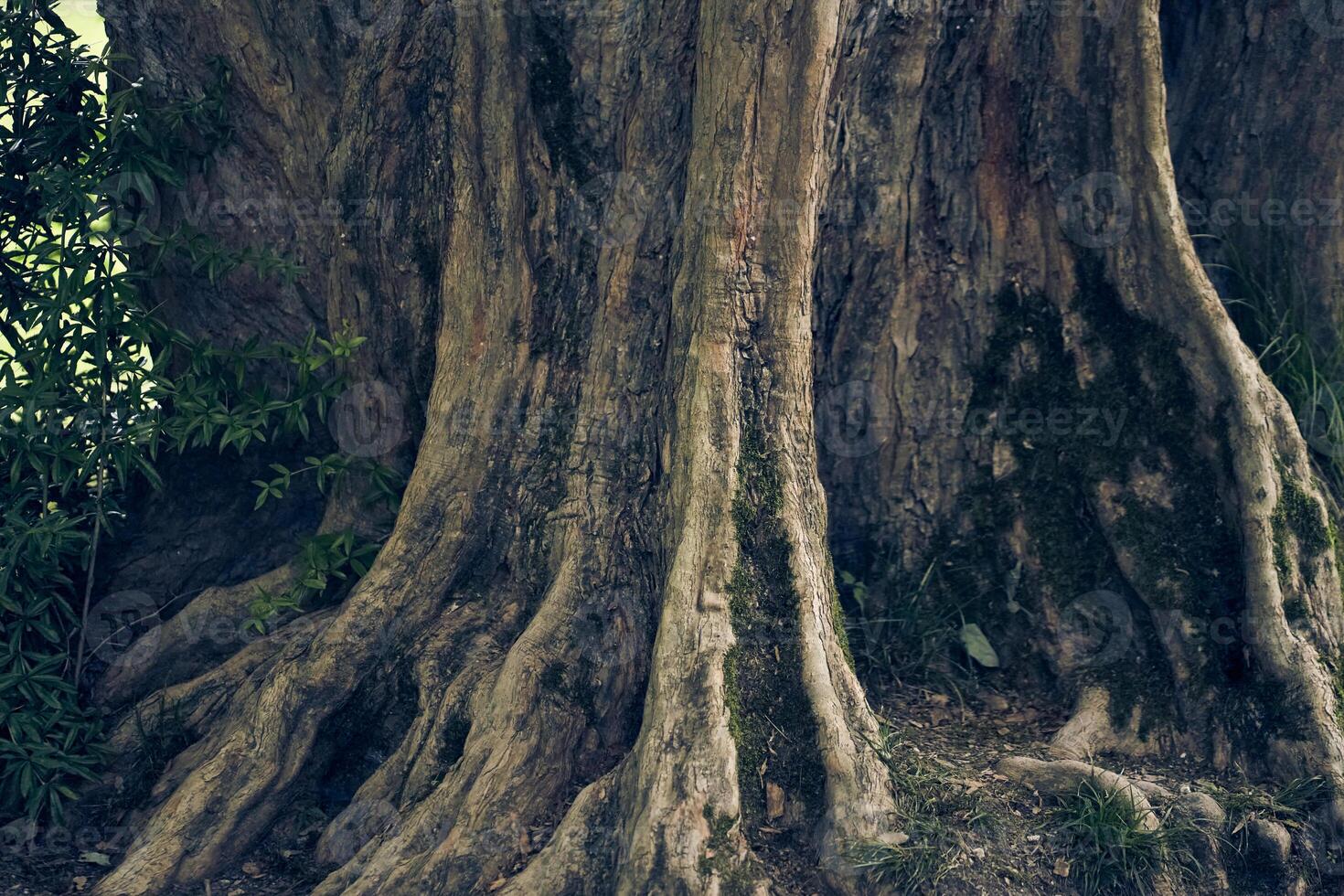 Maple burger tree close-up. Uneven, bumpy roots stick out of the ground. With space to copy photo