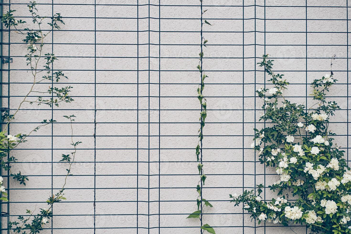 The rose is a curly banksia. It is a shrub, it has no thorns, and it is easy to take care of. From April to May, white terry flowers curl on the wall of the house. With space to copy photo