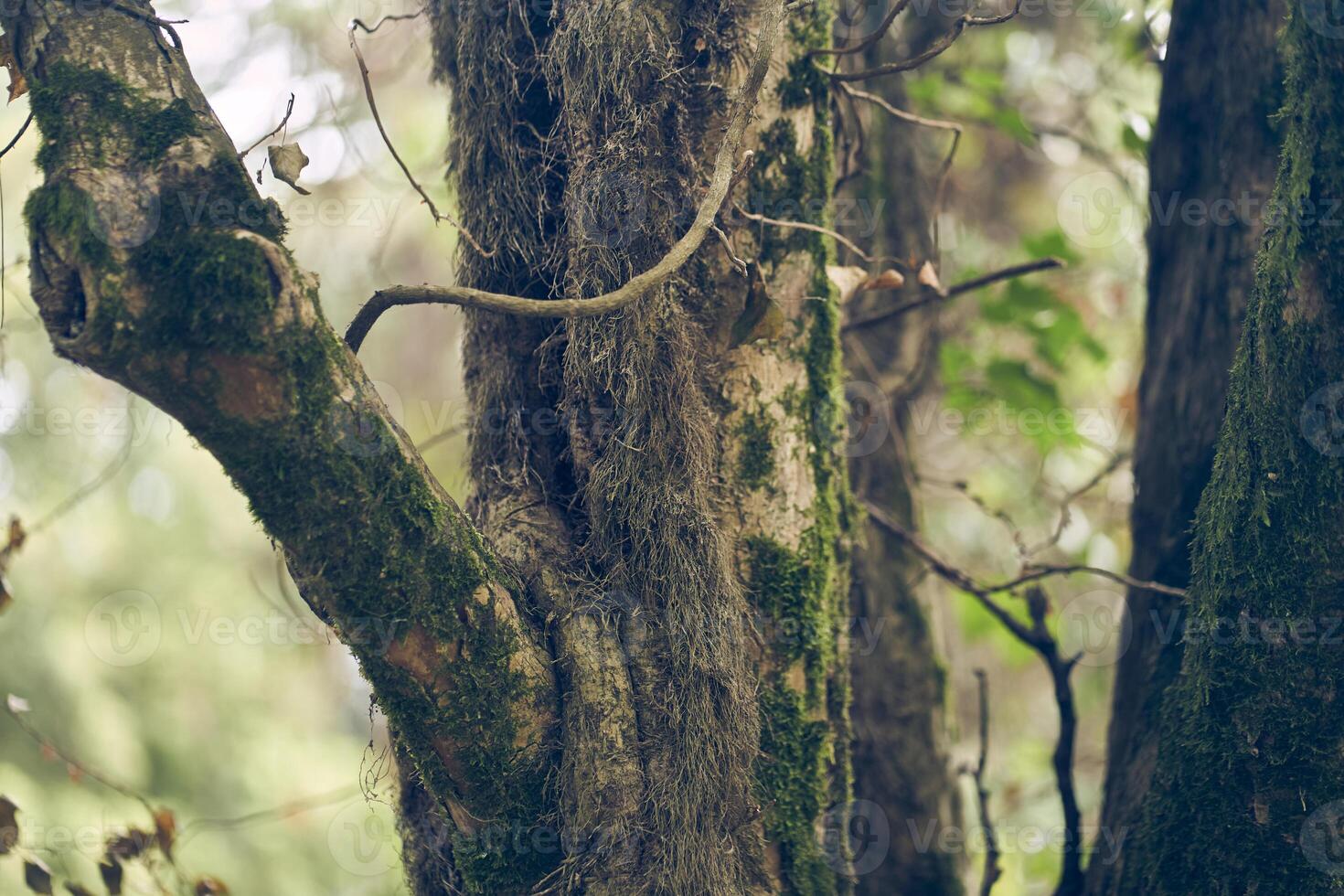 Yunnan wood frame covered with moss. Large branches stick out of the trunk. With space to copy photo