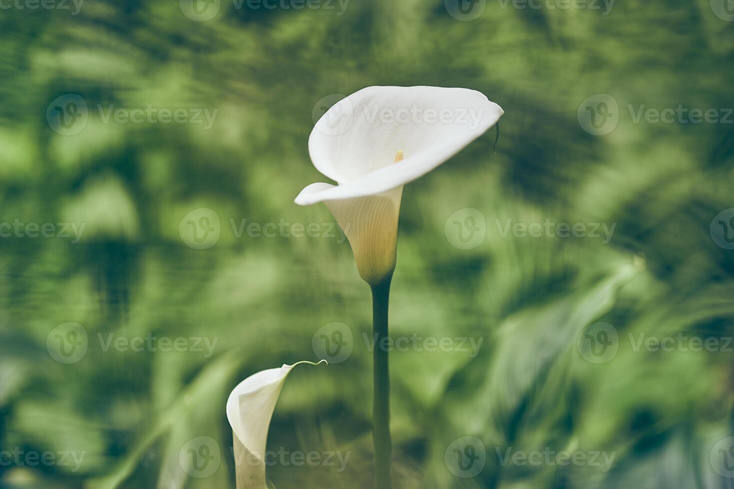 Close-up of a beautiful calla flower with space to copy. Calla flower, on a green blurred background. photo