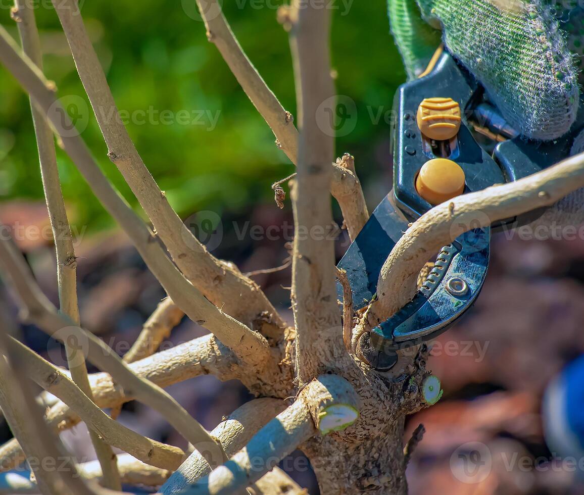 Gardening in early spring. Pruning tree branches with scissors. A gardener trims branches of an old tree with hand pruners. photo