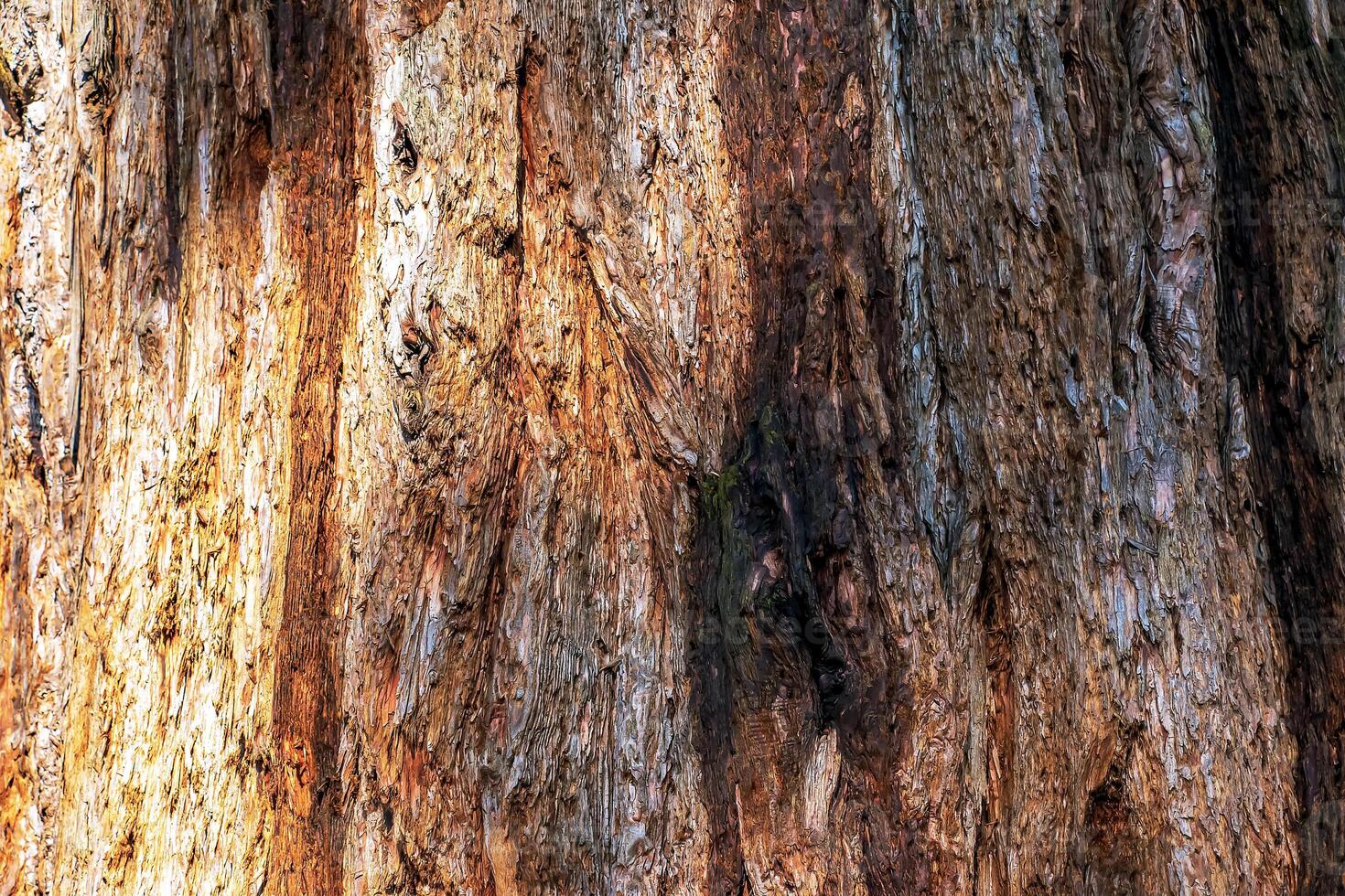 Close-up of redwood tree's trunk and bark, showing its rich wood texture. Evidence of tree's age and resilience. photo