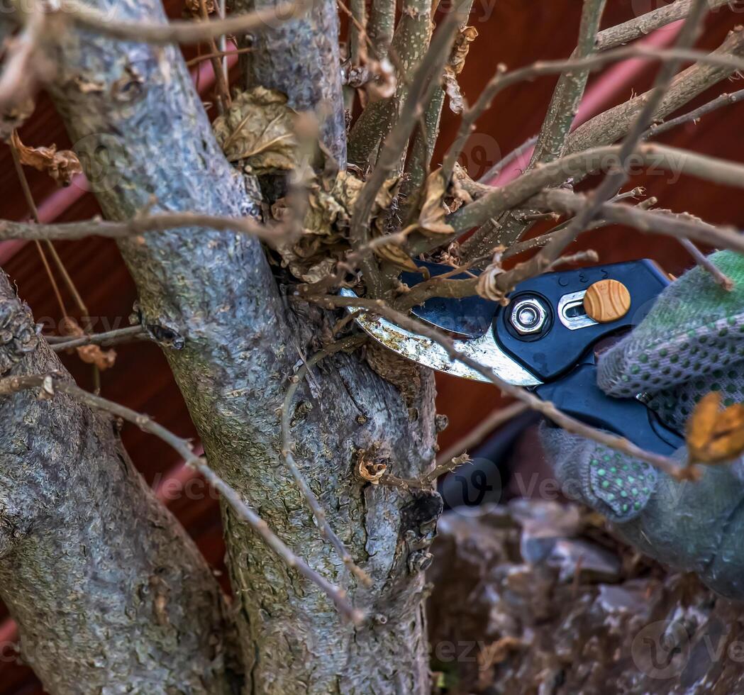 Pruning tree branches with scissors. A gardener trims branches of an old tree with hand pruners. Trimming hibiscus syriacus. photo