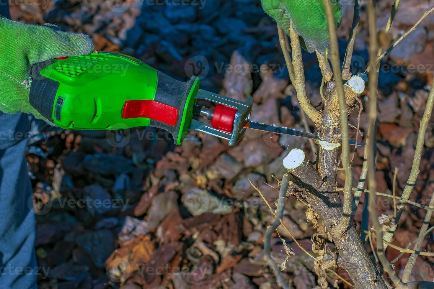 Gloved hands of a gardener performing tree pruning work in spring with a power saw photo